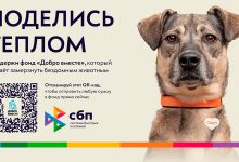 Photo of Майкоп запускает программу по борьбе с бездомными животными