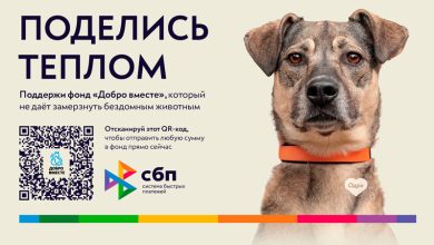 Photo of Майкоп запускает программу по борьбе с бездомными животными