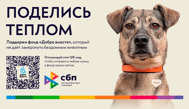 Photo of Майкоп запускает программу по борьбе с бездомными животными
